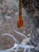 Harztropfen, Vir 09/2011