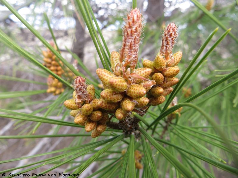 Datei:Pinus halepensis Miller 1767 Vir 180320 11307 txt.jpg