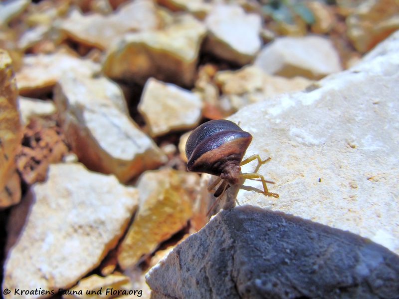 Datei:Ventocoris (Ventocoris) rusticus, Fabricius, 1781 Vir 140603 3861.jpg