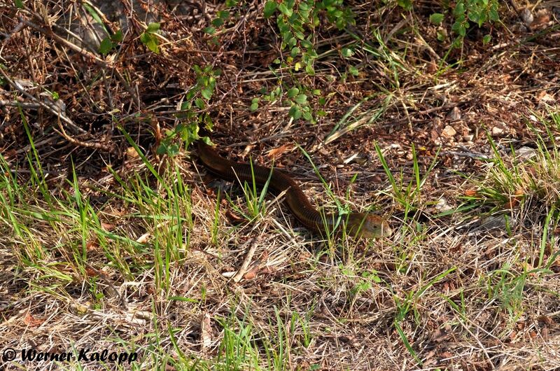 Datei:190924 Schelto.jpg