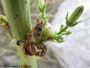 CampPyr Öko Vranasee 120912 2493.jpg