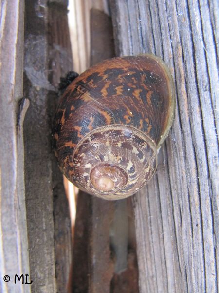 Datei:CornAsp ZeDo 131118 5947.jpg