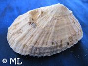 Diodora italica DeFrance, 1820 - Italienische Schlüssellochschnecke, Fundort: Vir 01/2011, Meerestier