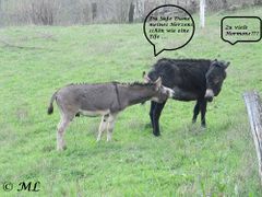 Equus asinus asinus 2.jpg