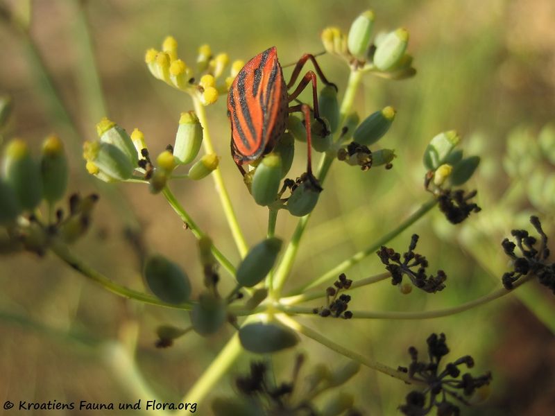 Datei:Graphosoma lineatum Linné, 1758 Vir 110914 66.jpg