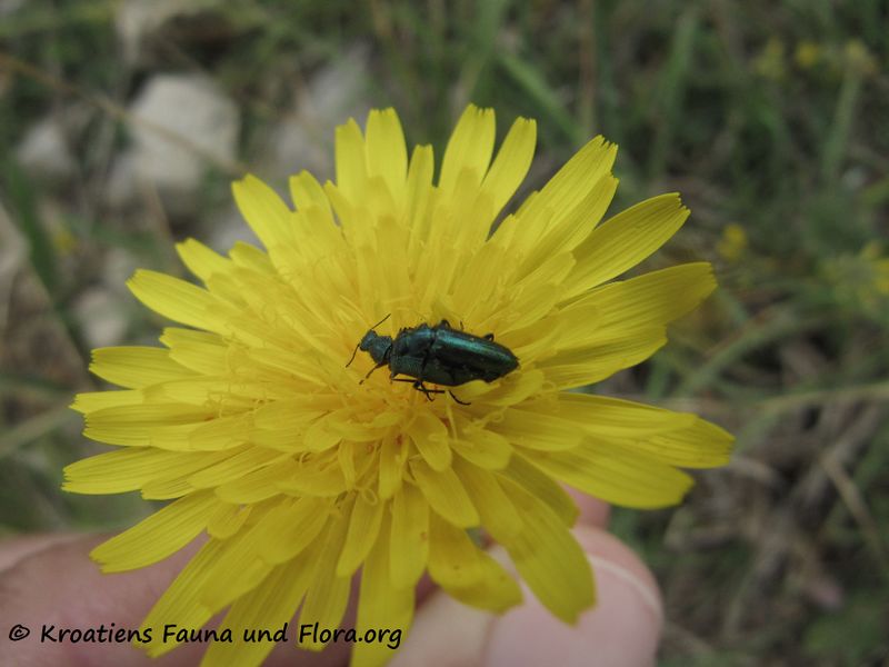 Datei:Psilothrix viridicoerulea Geoffroy, 1785 Vir 140427 2610.jpg