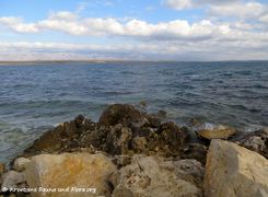 180108 10190 txt KFF.jpg