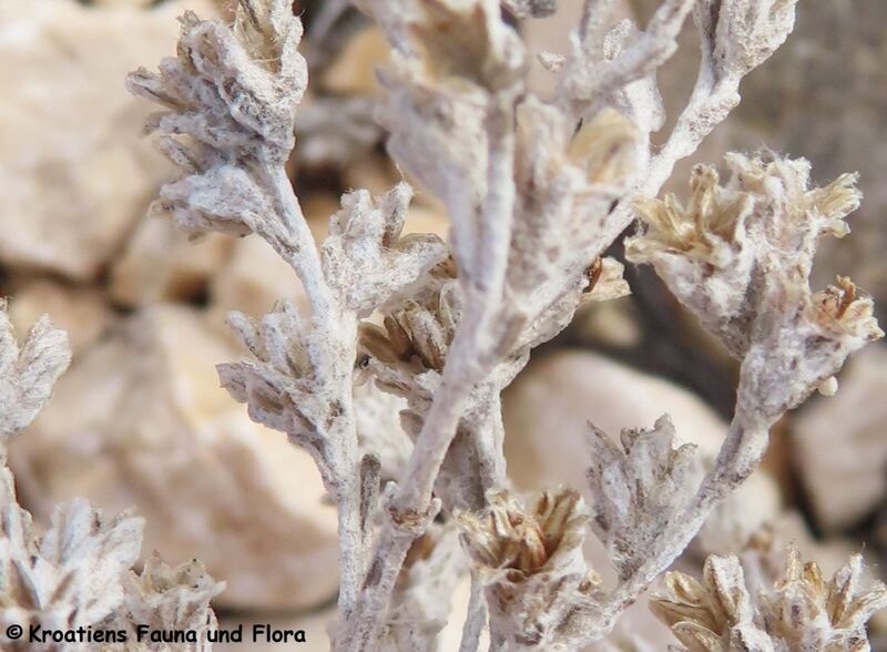Datei:Artemisia caerulescens Linné, 1753 Vir 240308 7021 D.JPG
