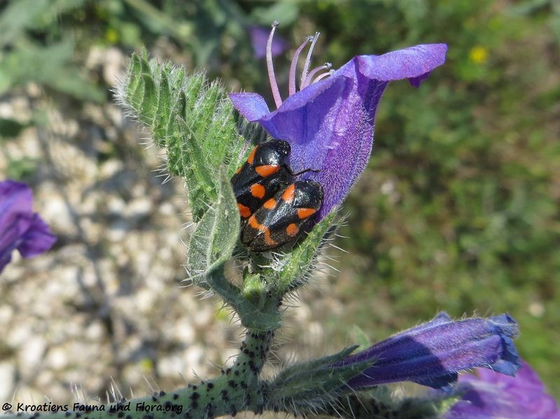 Datei:Cercopis sanguinolenta Scopoli, 1763 Pet 190501 0798.jpg