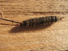 Die Cluster aus Stacheln , Vir 02/2013