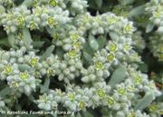 Graues Bruchkraut, sivkasta kilavica. Fundort: Kamenjak 06/2018, Giftpflanze , Heilpflanze