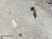 Ligia italica Fabricius, 1798 - Klippenassel, pobrežne mokrice, Fundort: Nin 04/2011, Meerestier