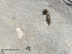 LigIta Nin 110425 898.jpg