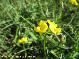 LotuGlab Nin 150820 1581.jpg