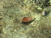 Episcomitra cornicula Linné, 1758 - Mitraschnecke, Fundort: Vir 09/2014, Meerestier