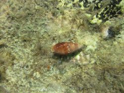 Mitra cornicula Linné, 1758 Vir 140909 5770.jpg