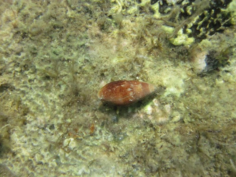 Datei:Mitra cornicula Linné, 1758 Vir 140909 5770.jpg