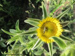 Mit Oedemera (Oedemera) flavipes Fabricius, 1792, Vir 05/2010