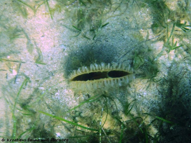 Datei:Pinna nobilis Linné, 1758, Vir 110617 9.jpg