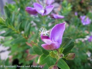 PolygMyrt Nin 160812 9218.jpg