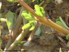 Junger, heller Trieb, Otok Vir 09/2011