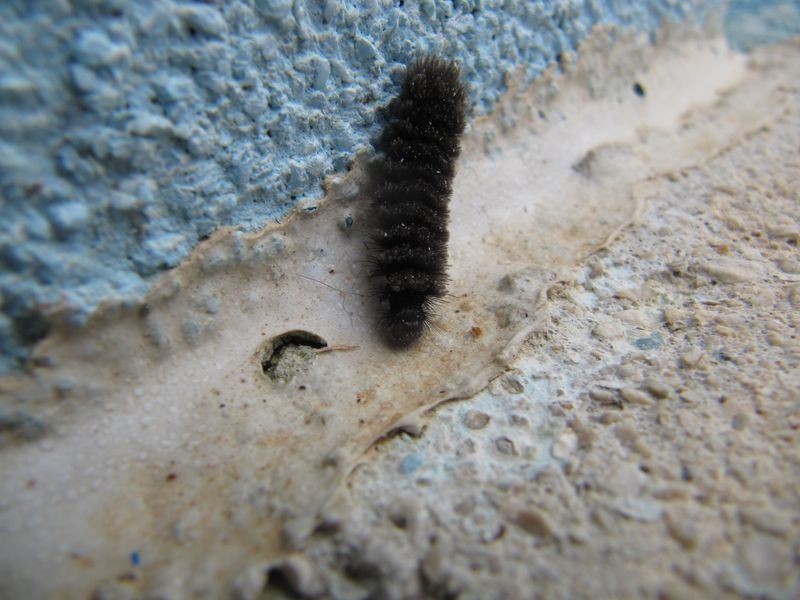 Datei:Amata marjana Stauder, 1913 Vir 160126 7974.jpg