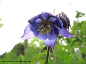 AquilVulg Dünz 130530 2559.jpg