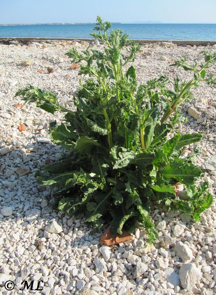 Datei:Beta vulgaris subsp. maritima Linné, 1753 Vir 110418 151.jpg