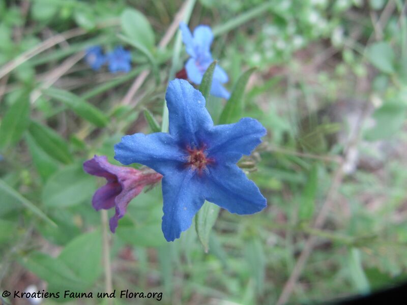 Datei:Buglossoides purpurocaerulea (L.) Johnston, 1954 Zad 140424 2490.jpg