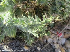 CardNut Vir 190214 0163.jpg