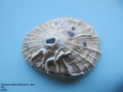 Besetzt von dem Anneliden Spirobranchus triqueter Linné, 1758 , Vir 06/2008