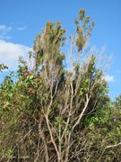 Von der Bura geschädigt, Vir 10/2012