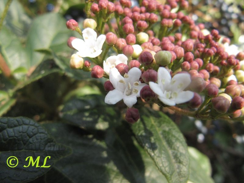 Datei:Viburnum tinus Linné, 1753 Kož 131206 6934.jpg