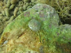 Auf einem Stein, Vir 09/2012