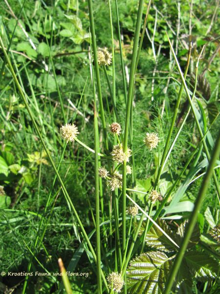 Datei:Blü9 ScirpoidesHolo Priv 130514 1681.jpg