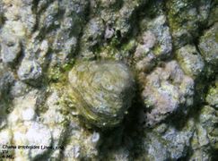 Ältere Muschel, Vir 06/2011