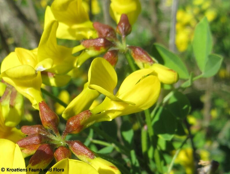 Datei:HippoEmer Blü Vir 180408 11875 D.JPG