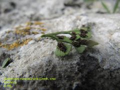 Burg Kličevica 11/2013