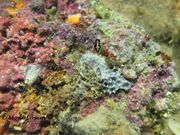 Clathrina coriacea Montagu, 1818 - Weißer Gitter-Kalkschwamm, Fundort: Vir 09/2012, Meerestier