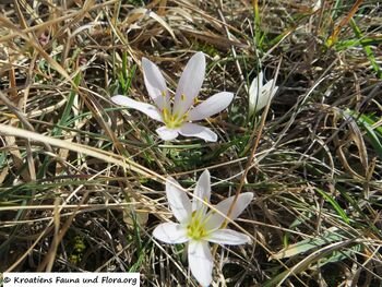 Colchicum cupanii Gussone, 1827 Vir 170207 5720 k.jpg