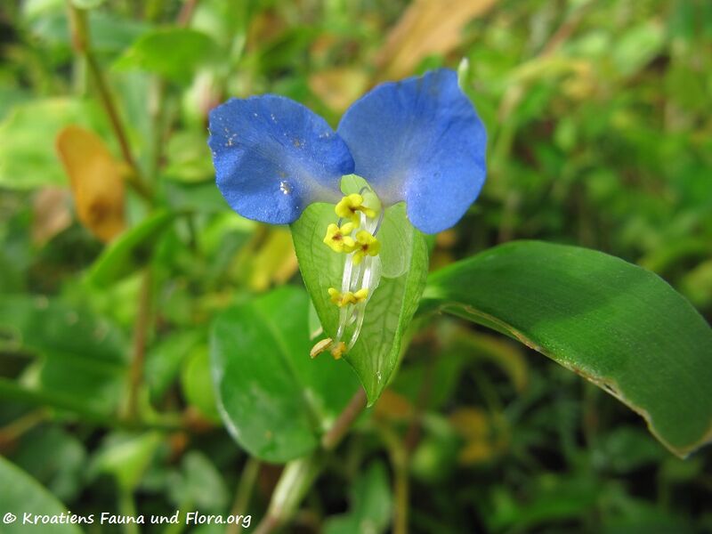 Datei:Commelina communis Linné, 1753 Brib 141016 6219.jpg
