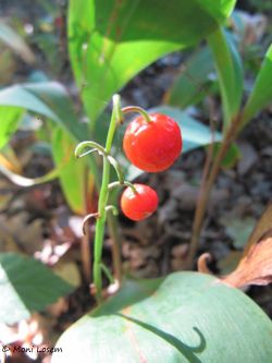 ConMaj TH 120920 2758.jpg