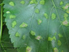 Blattunterseite mit zahlreichen Ansammlungen