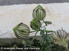 Knospe, Zadar 11/2021