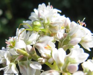 MisuVati Nieder 120816 1043d.jpg