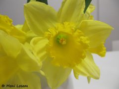 Narbe und Staubgefäße, Pfaffenhofen 01/2012