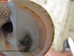 Die konzentrischen Wachstumsringe, Vir 09/2011