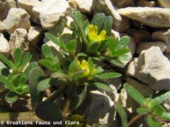 Portulaca oleracea Linné, 1753 Blü Vir 110910 35.JPG