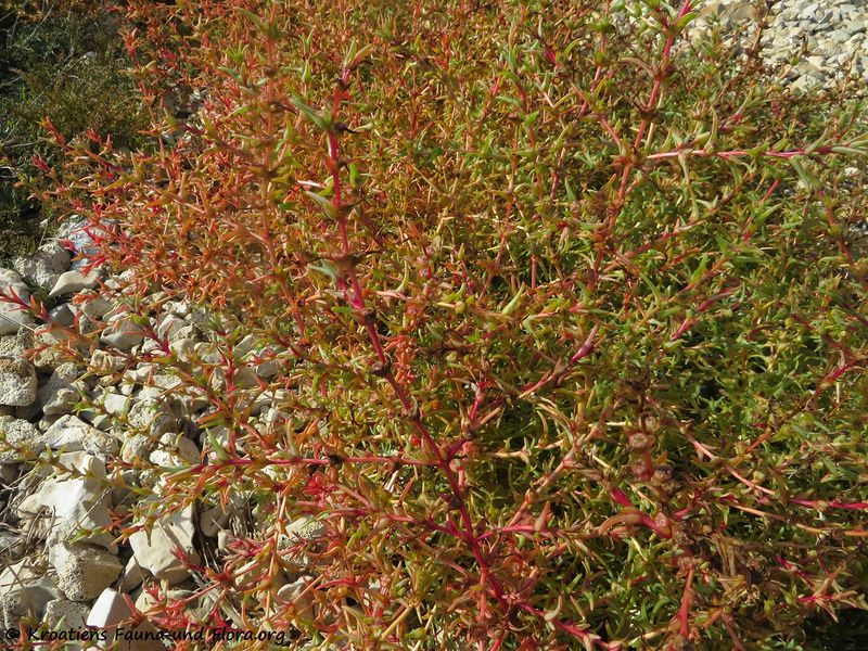 Datei:Salsola kali Linné, 1753 Vir 181019 15394.jpg