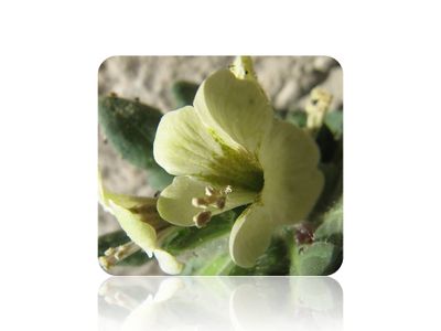 Wiki Giftpflanzen.jpg